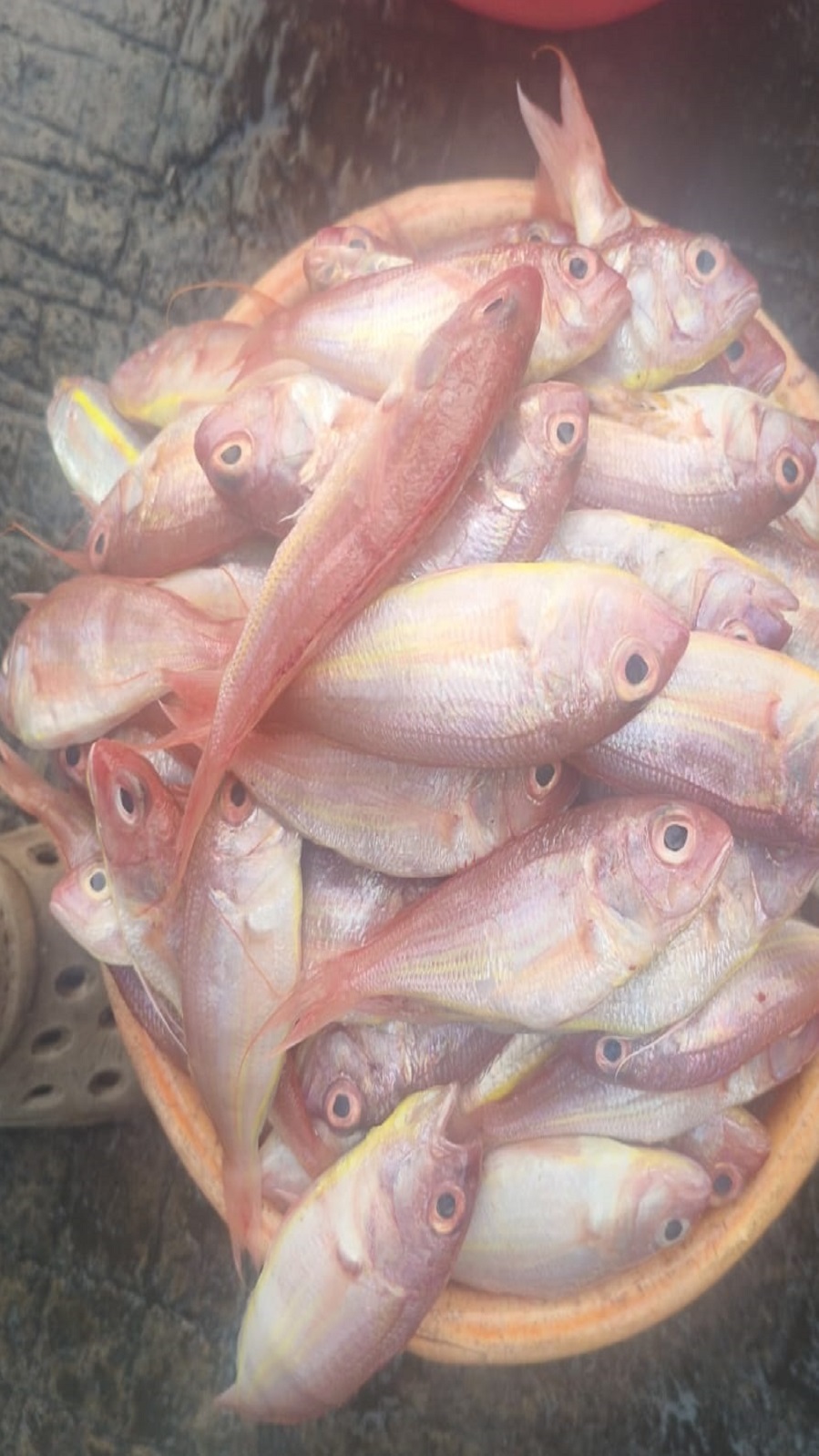 big size namala gulibindalu